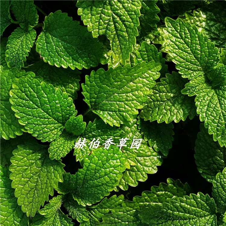 22年新品柠檬香蜂草鲜叶蜜蜂花鲜叶香蜂草 22年新品柠檬香蜂草鲜叶蜜蜂花鲜叶香蜂草