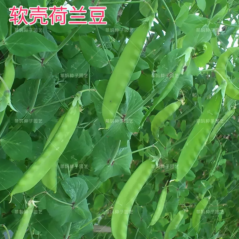 软壳荷兰豆种子嫩荚豌豆种籽菜豆青豆盆栽菜园春夏秋