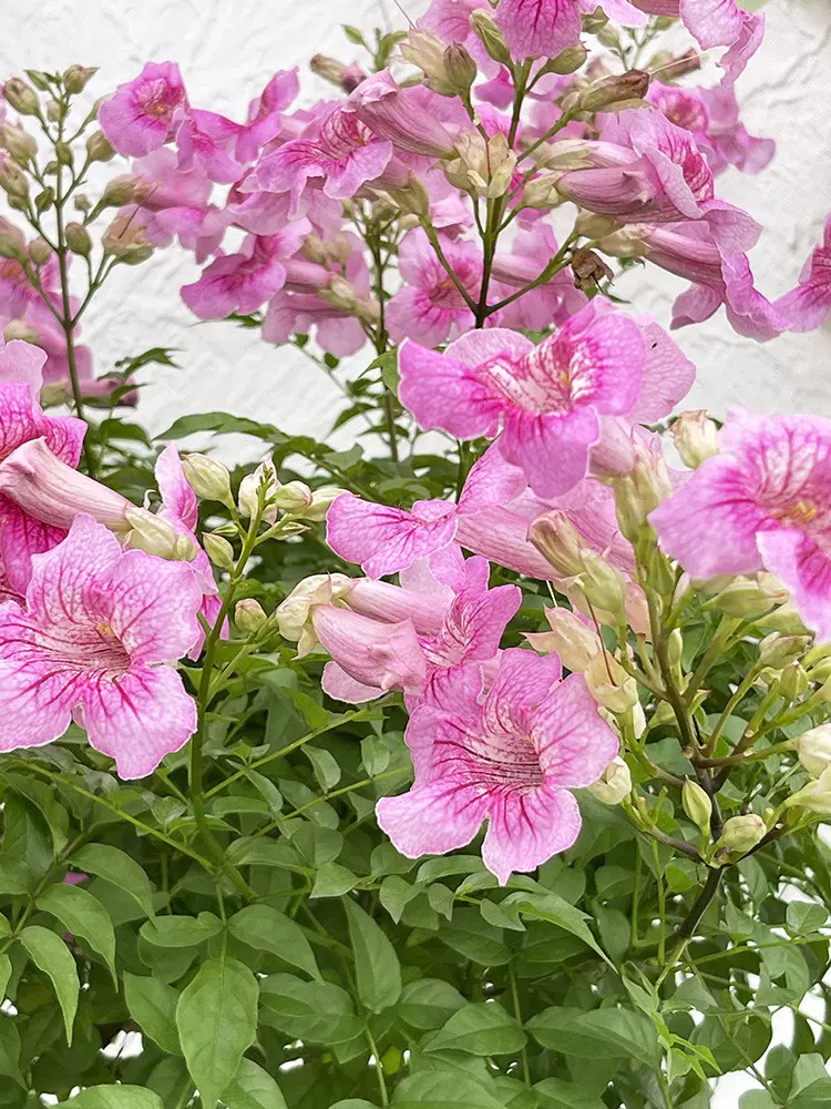 粉色凌霄花棒棒糖盆栽庭院阳台攀援耐寒爬藤植物多季开花卉绿植物