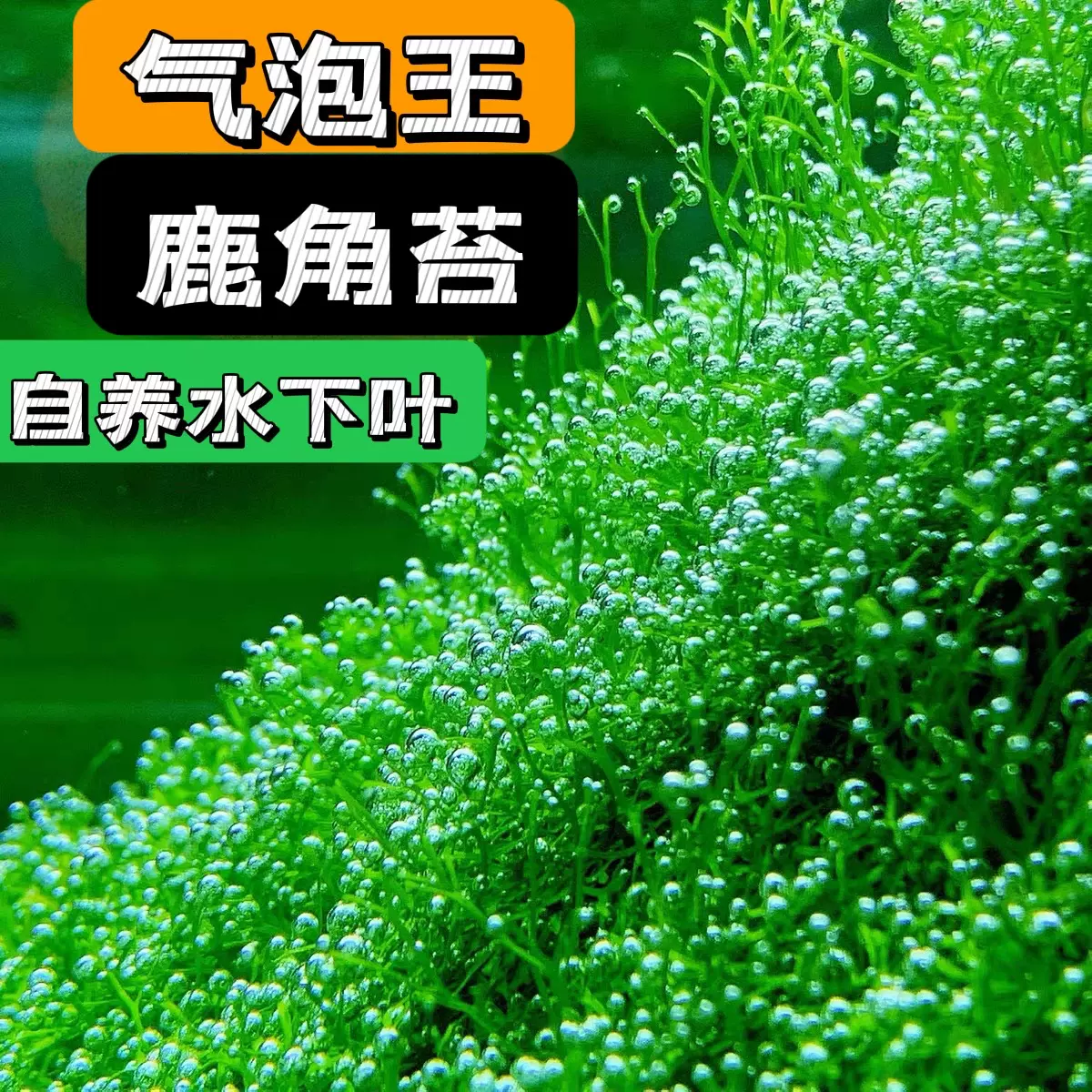 瘋狂冒泡的水草鹿角苔莫斯moss 新手易養 Taobao