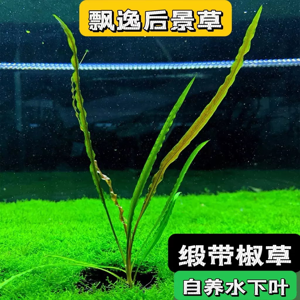 鱼缸后景椒草阴性水草缎带椒泰国喷泉椒草无需co2