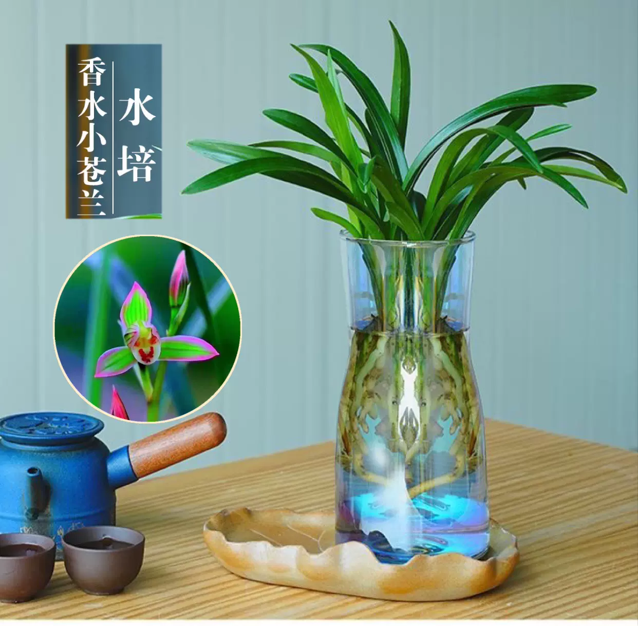 寒蘭-027　391-5H3　無点（大輪更紗無点×西雄）×紅無点　苗　交配種 寒蘭-027 391-5H3 無点（大輪更紗無点×西雄）×紅無