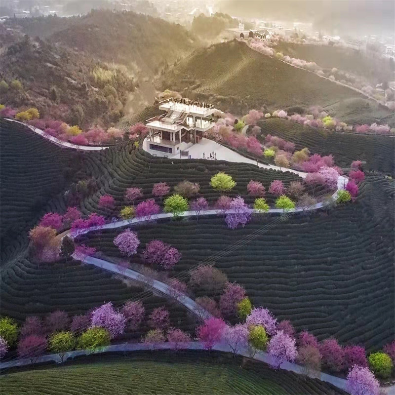 天天发团厦门泉州龙岩出发漳平永福台品樱花园一日游纯玩周边旅游