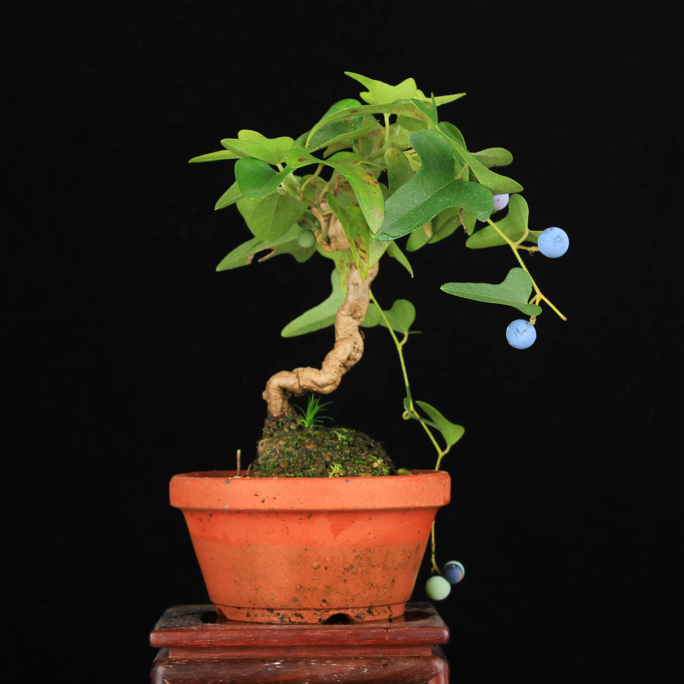 万园盆栽日本花果盆景青葛藤精品花果小品微型蓝果盆栽w04
