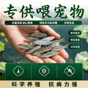 
Specially designed for feeding pet crucian carp live fish base, direct breeding, scientific breeding, strong disease resistance, green and pollution-free