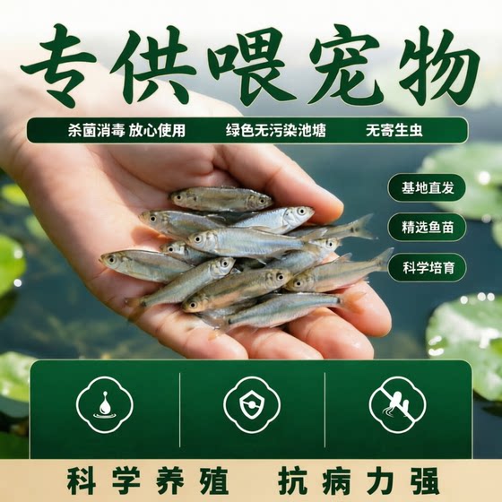 
Specially designed for feeding pet crucian carp live fish base, direct breeding, scientific breeding, strong disease resistance, green and pollution-free