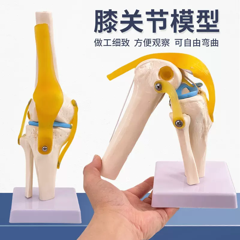 人体膝关节功能模型人体骨骼关节模型膝关节模型膝盖骨髌骨模型-Taobao