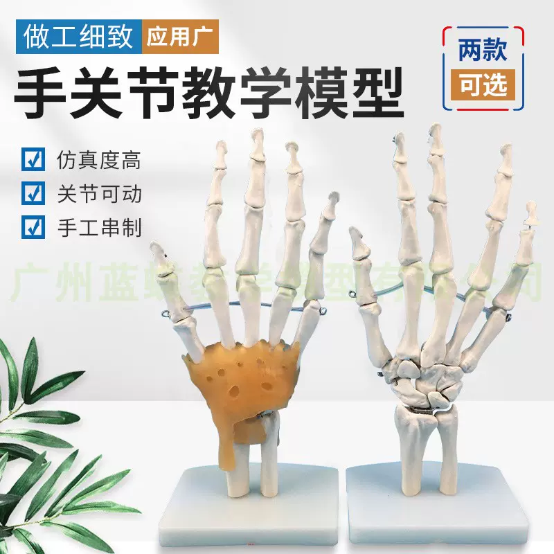 人體手骨 手關節附韌帶模型 人體手指骨骼模型 手部手掌骨骼模型-Taobao
