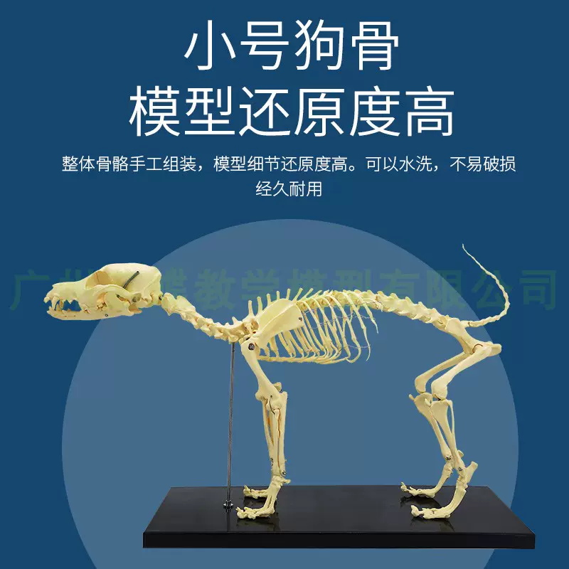 骨科器械 狗骨骼標本模型 寵物動物狗貓犬 教學骨架骨頭 骨骼模型-Taobao