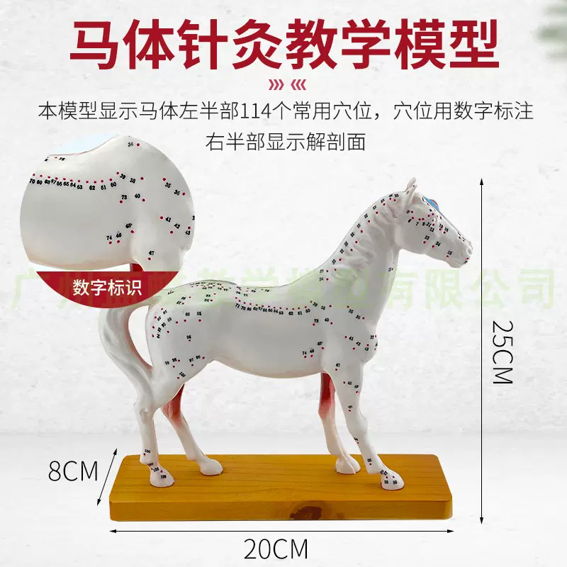 純正卸売り 中国 馬 針 穴 模型 うま模型 解剖模型 | promochess.com