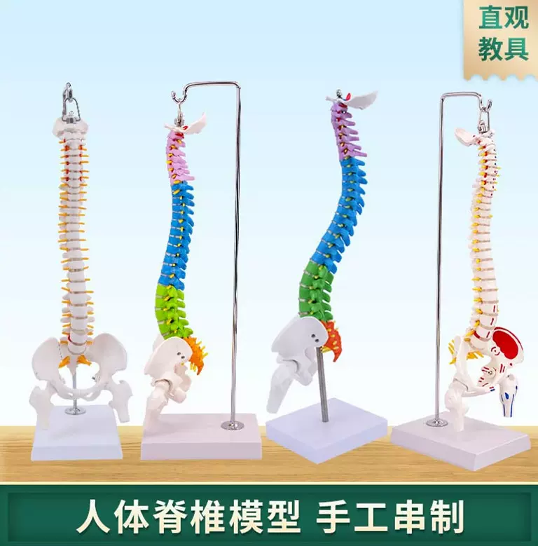 人體脊柱模型人體骨骼模型脊椎45CM帶頸椎胸椎尾椎椎骨骨盆模型-Taobao