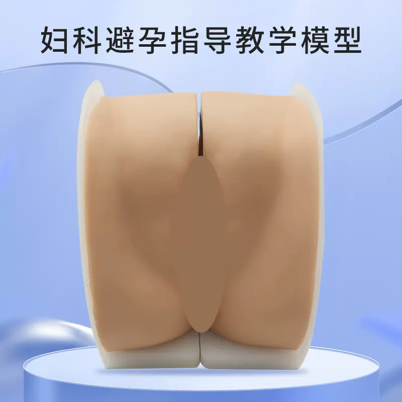 人体模型 女性器官 女性骨盆带生殖器官模型| 1000335 | L31 | 生殖和骨盆模型| 3B