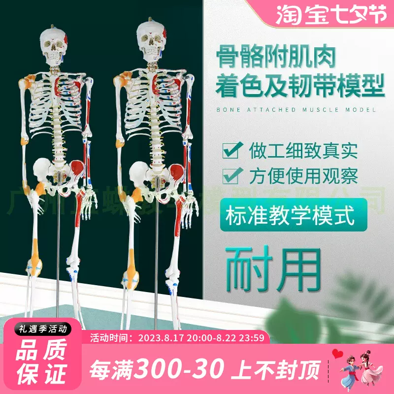 等身大 人体模型 170cm 神経根有り 全身骨格模型 骨格標本 1743 - www