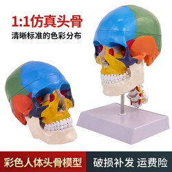 Human Skull Coloring Model, Colored Skull Sex Separation Model with Cervical Spine Coloring to Distinguish 22 Regions