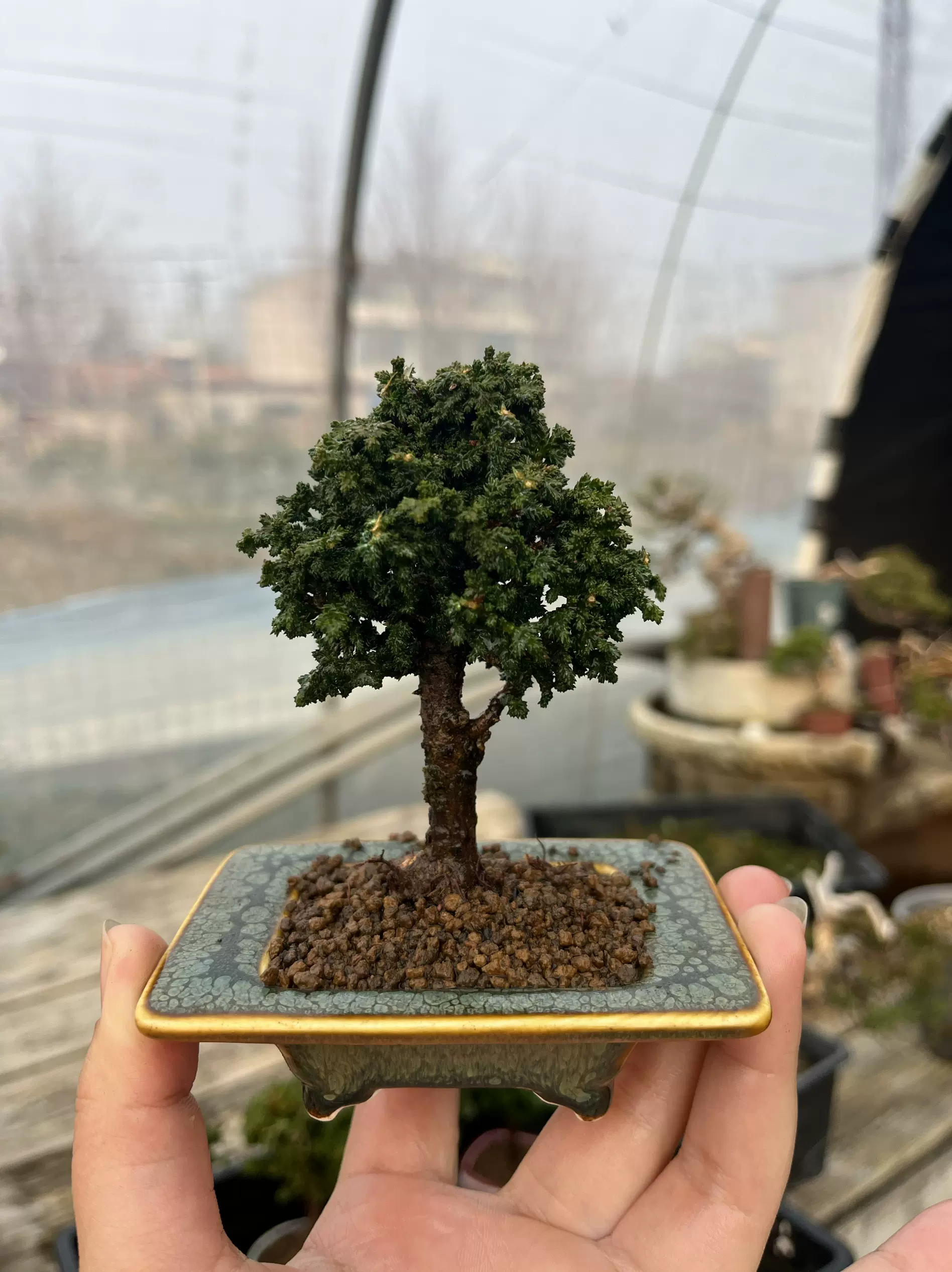 石化檜（小品）