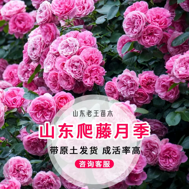 藤本月季树苗带盆带土发货欧洲月季大苗月季花-Taobao