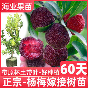 
Bayberry sapling grafted by Prince Anhai Dongkui big fruit bayberry early maturing black charcoal extra large fruit bayberry seedling with soil