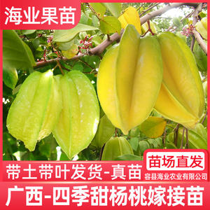
Carambola saplings grafted to four-season Thai red carambola, Malaysian Taiwanese sweet carambola, ground-planted potted southern fruit seedlings