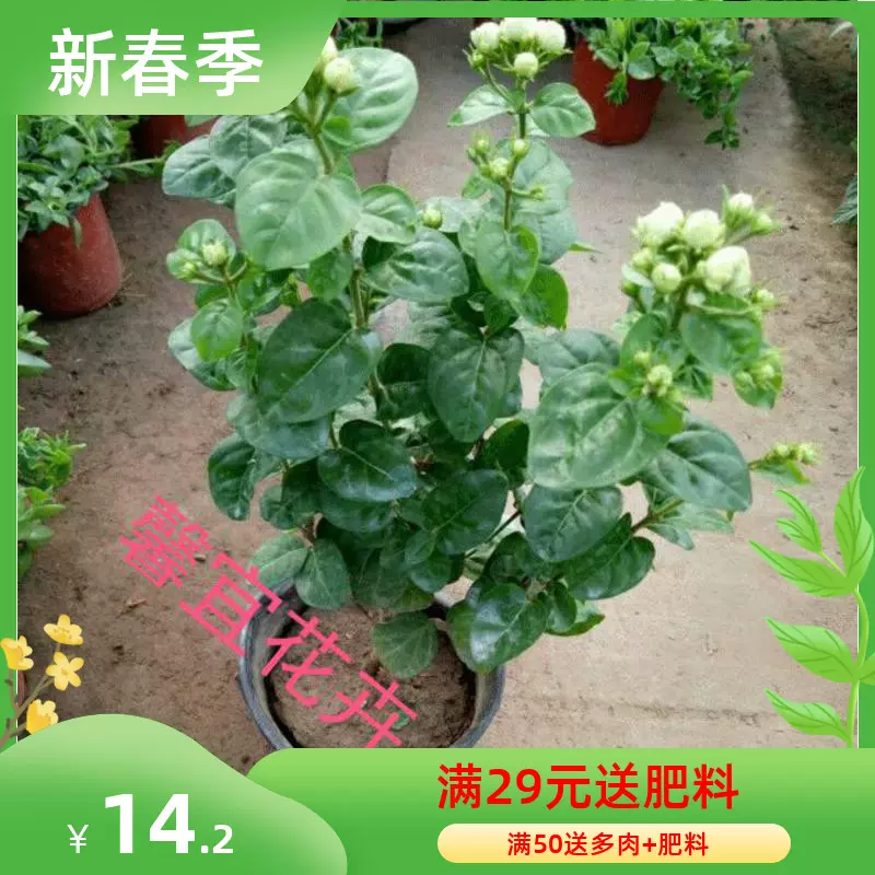 珍品大花型超重瓣菊花茉莉王茉莉花苗菊花茉莉盆栽花卉包