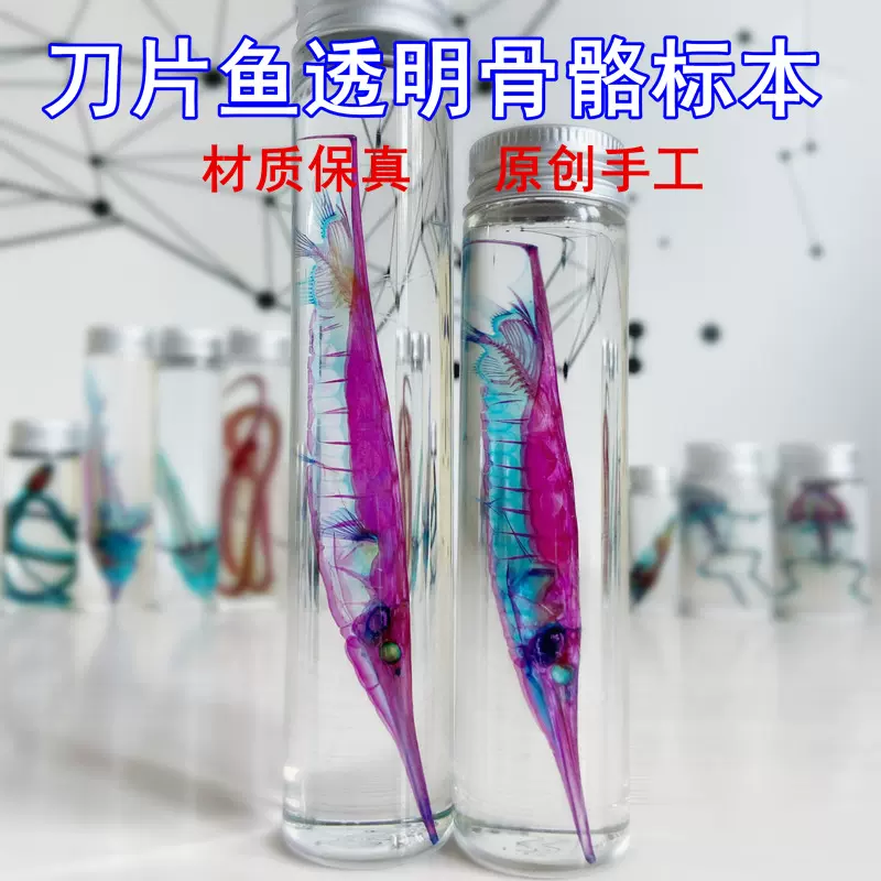 透明骨骼标本双染鱼类刀片鱼海洋纯手工制作收藏摆件礼物