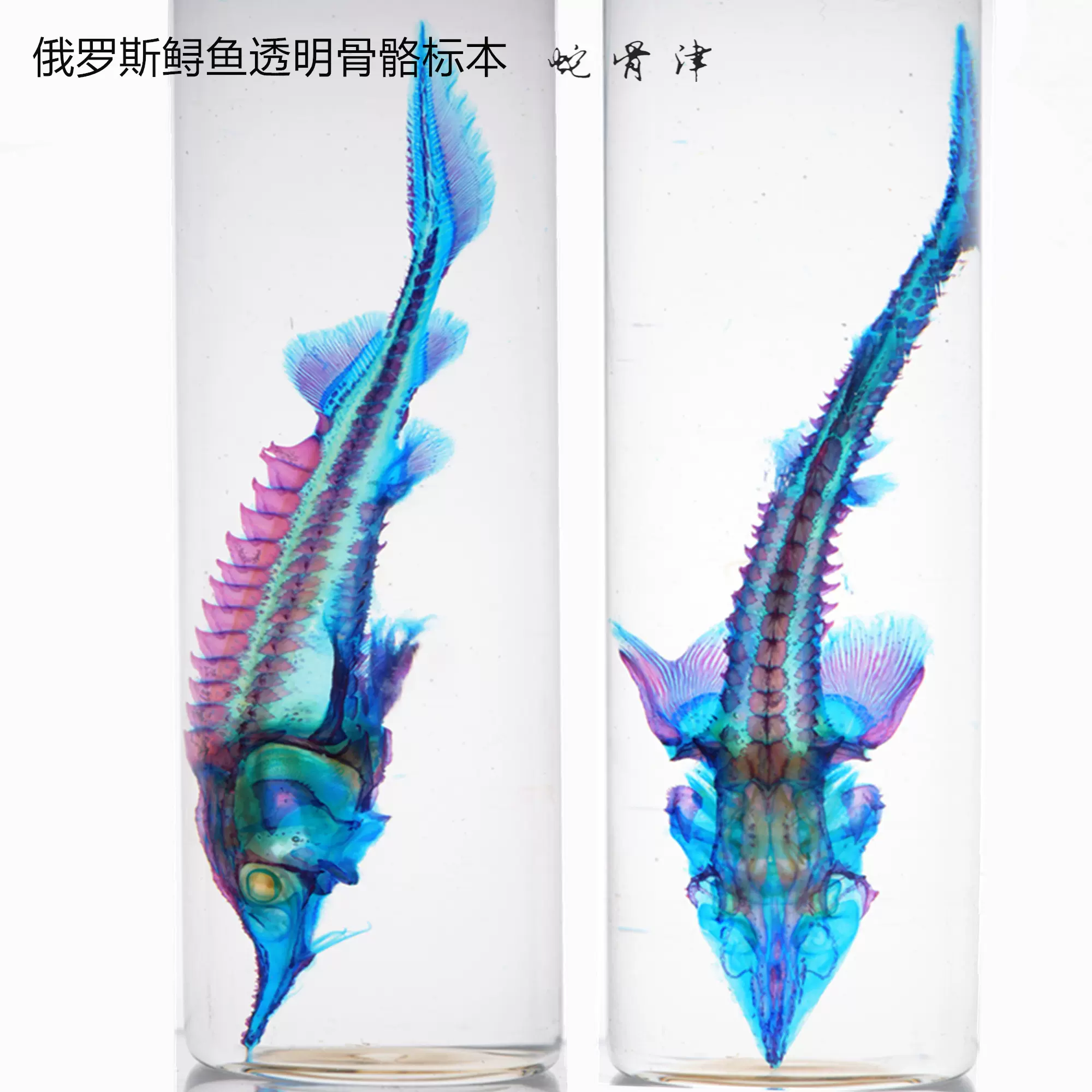 新款透明骨骼染色標本魚類俄羅斯鱘純手工擺件模型裝飾工藝禮物-Taobao