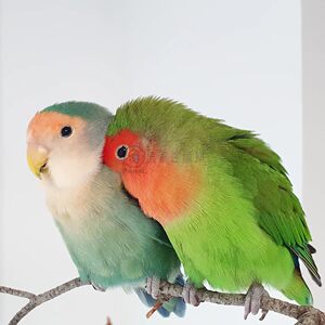 Featured peony parrot chicks live bird pets cute relatives live animals hand-raised relatives can start feeding the birds
