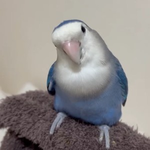 
Peony pet bird relatives clingy and easy to feed yellow peach green peach violet green gold top can learn to speak live parrot