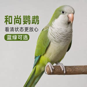 
Monk parrot is a live relative, clinging to people, can learn to talk, pet bird with feeding guidance, suitable for novices to raise small birds