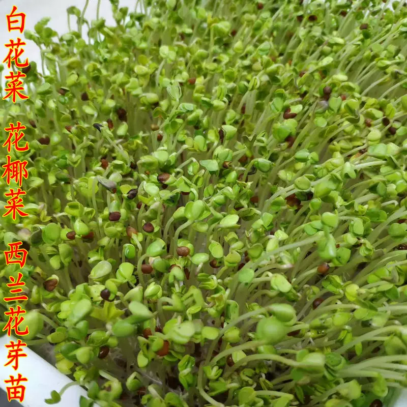 白花椰菜青花椰苗种子西兰花种子蔬菜芽苗精力汤食材买