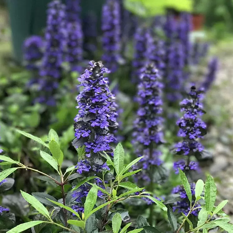 紫葉筋骨草姬十二單日本山野草花園花境匍匐植物