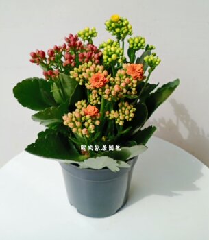 Fashionable style gardening, festive, cold-resistant and easy-to-grow ornamental plants