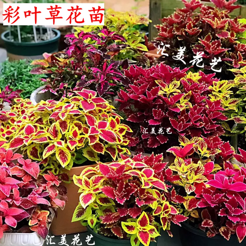 彩叶草花苗七彩变色五彩苏盆栽室内绿植花园好养观叶植物花卉吊兰 Taobao