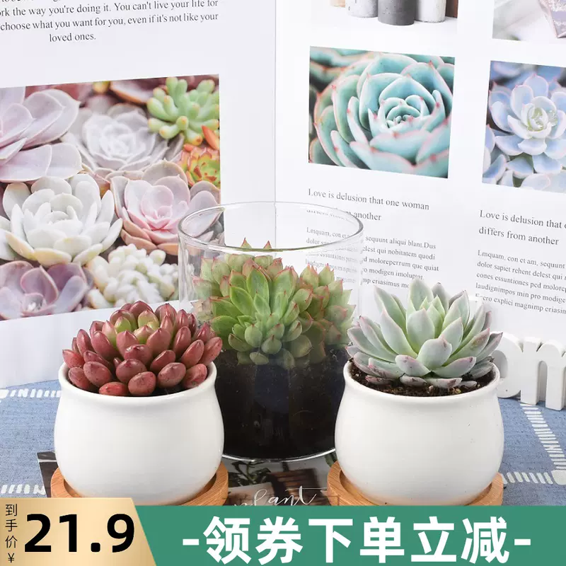 碧绿园多肉植物套餐组合盆栽肉嘟嘟室内肉肉花植物含