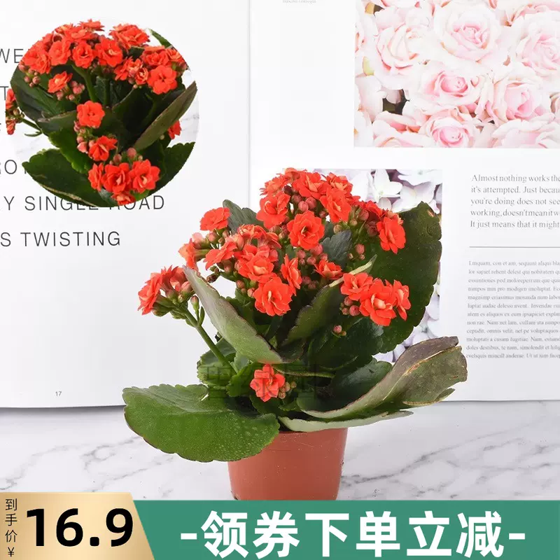 杜鵑花重瓣花長壽花盆栽植物室內玫瑰帶花四季辦公室開花