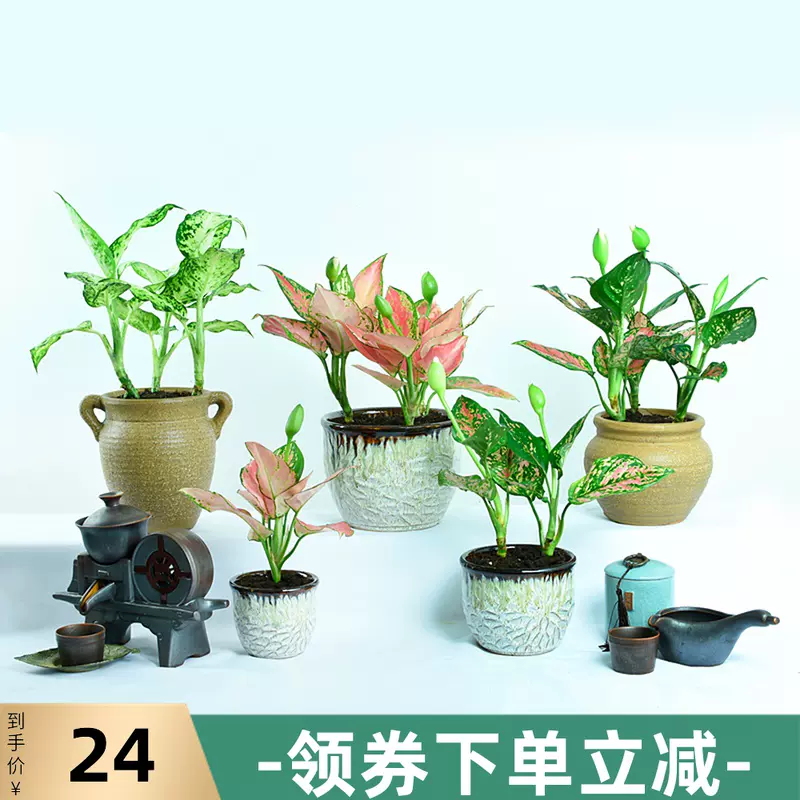 如意皇后花盆栽植物室内客厅绿植花卉彩色粗肋草四季常