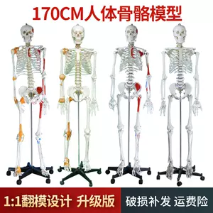 170人体骨骼模型- Top 500件170人体骨骼模型- 2024年4月更新- Taobao