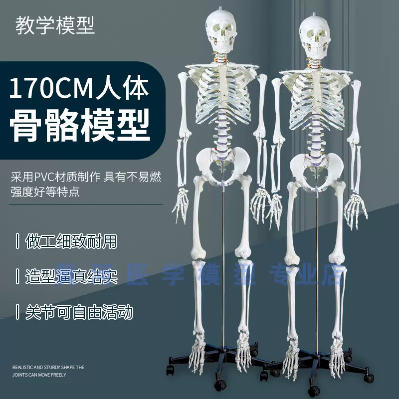 成人一比一人体骨骼模型170cm人体骨架标准医学骷髅骨架解剖标本-Taobao Singapore