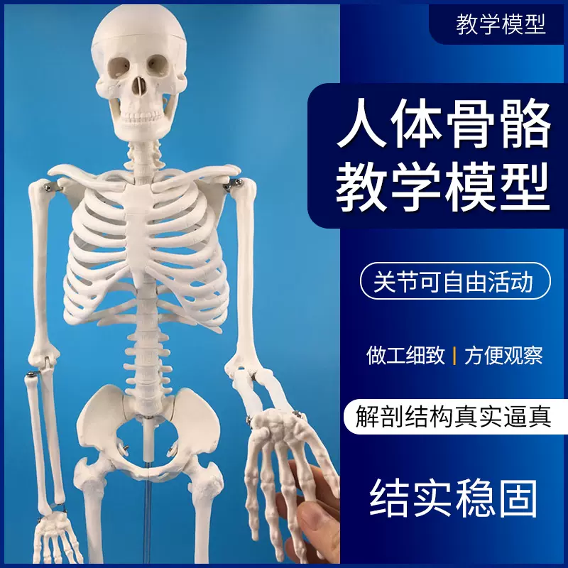 85cm人體骨骼模型全身骨架人體模型成人小骷髏教學模型脊椎模型-Taobao