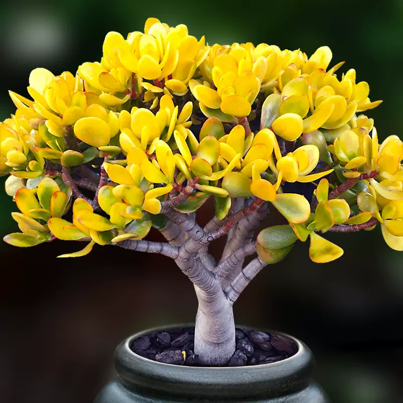 落日之雁新花月锦多肉植物包邮一物一拍树