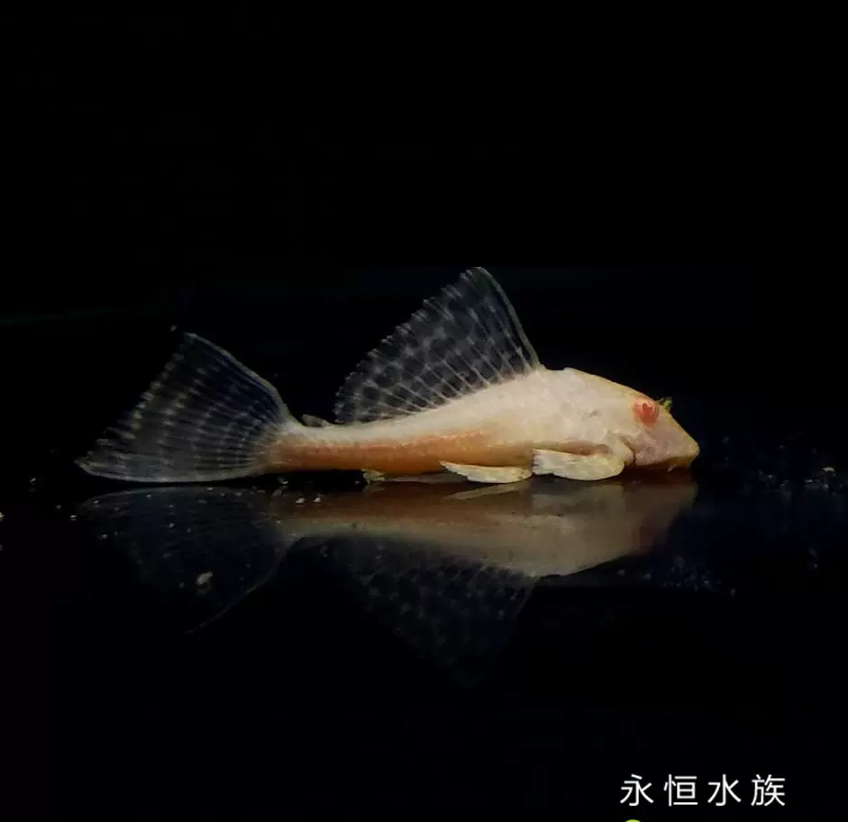 红眼白子女王大帆黄金大帆清洁吃藻异形清道夫绿皮