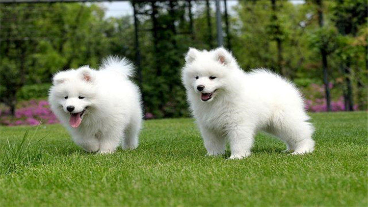 对于萨摩耶犬你知道多少呢