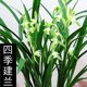Wengyuan orchid old plant, four seasons, Jianlan, large phoenix, plain flowers, strong fragrance, good for raising indoor office green plants, flower potted plants