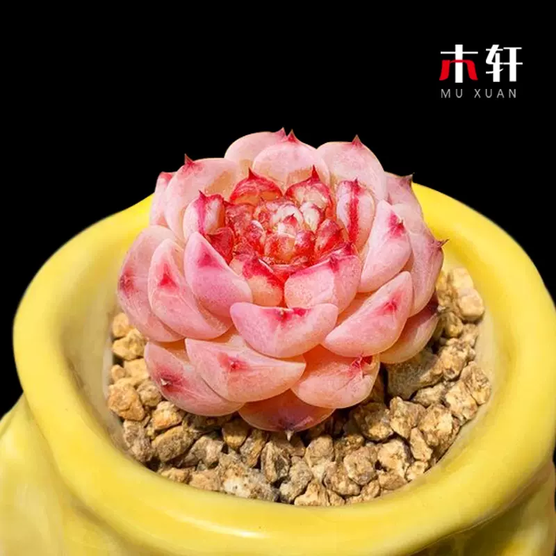 稀有多肉植物天鹅绒糖心雪天使贝瑞玫瑰组合小盆栽肉肉花卉好养活-Taobao