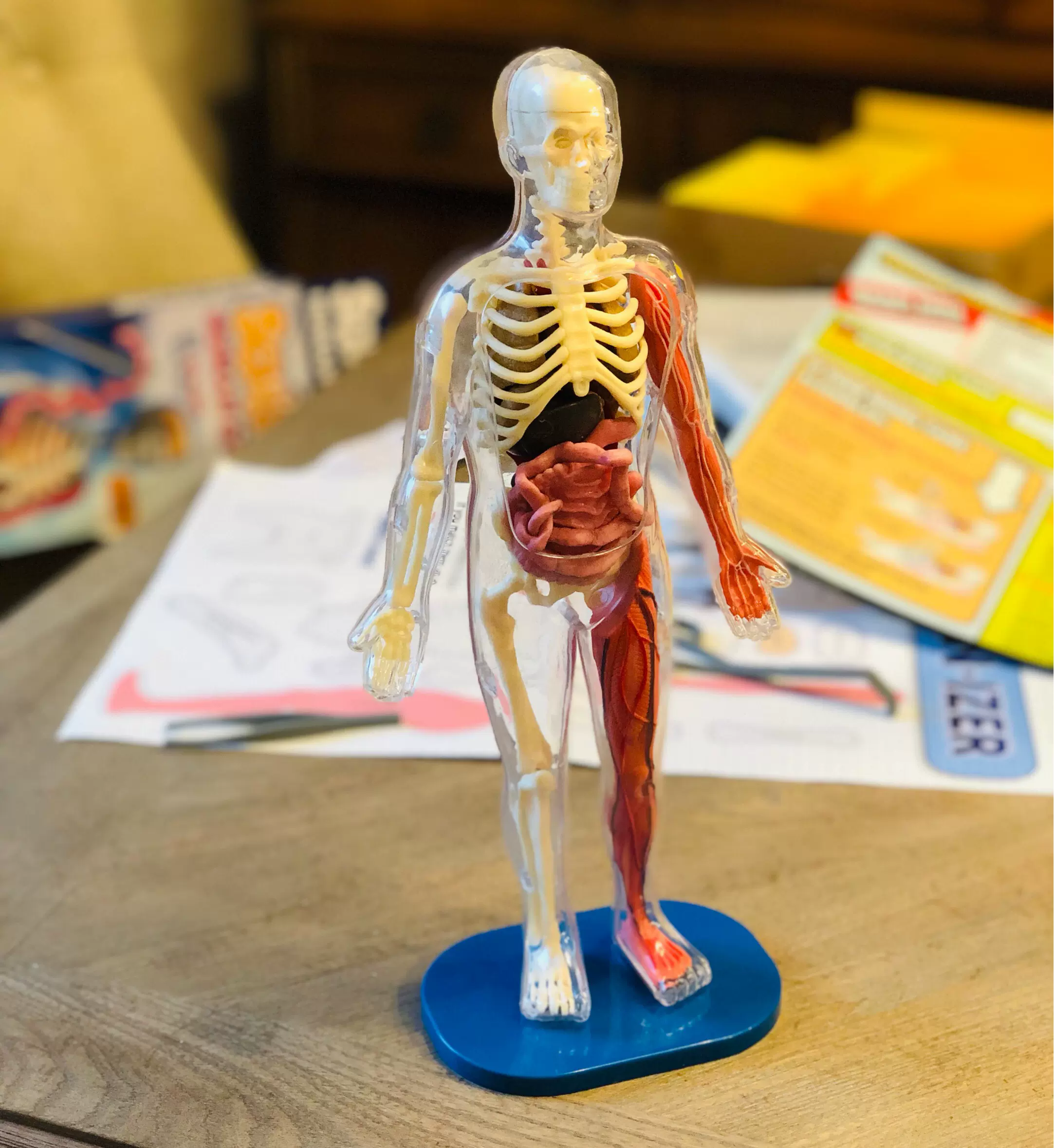 SMART LAB Squishy Human Body 21パーツ おもちゃ Advanced ホビー・楽器・アート SMART LAB Squishy Human Body 21