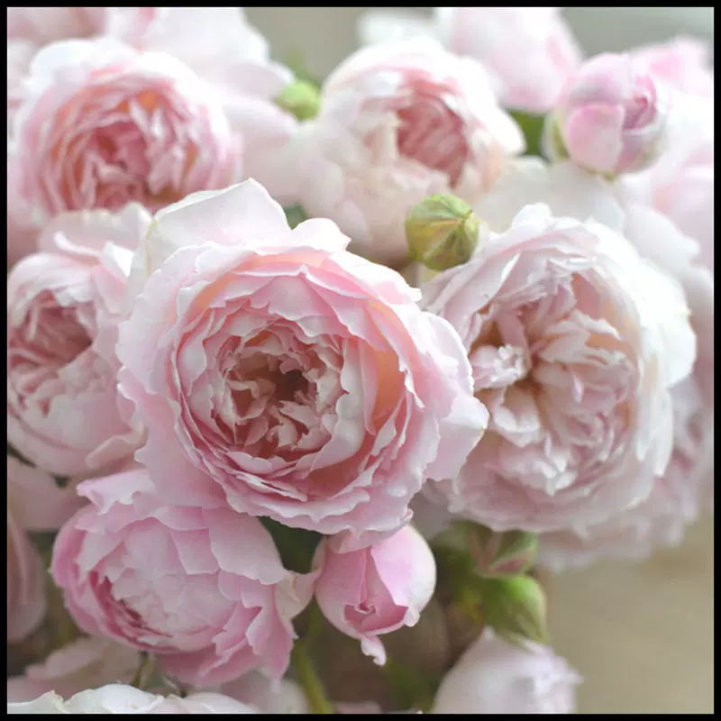 花隐园艺家 日本月季砂糖粉色系勤花盆栽玫瑰绿植盆栽小苗对版 Taobao