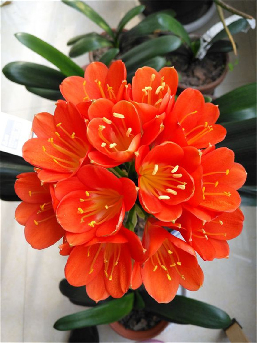 秋冬6事安排好,君子兰爆花成球红艳艳!