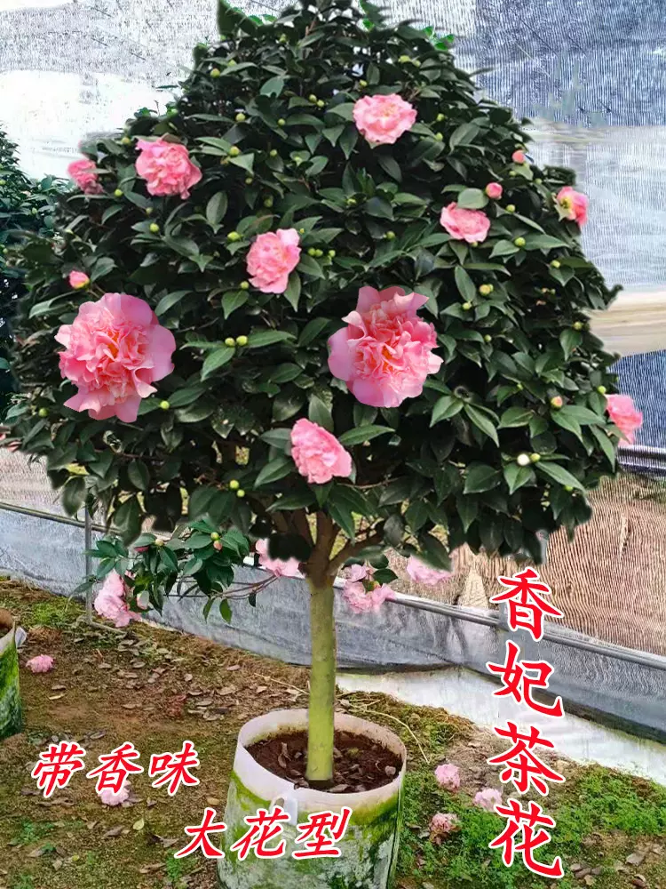 金边十八学士茶花盆栽名贵带花苞稀有粉白色永福建正品18树苗龙岩-Taobao