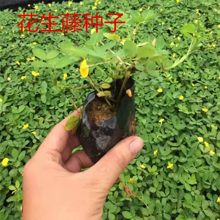 巴西花生藤种子工程绿化护坡草花草落地花生蔓花生草坪遍地黄金籽 Taobao