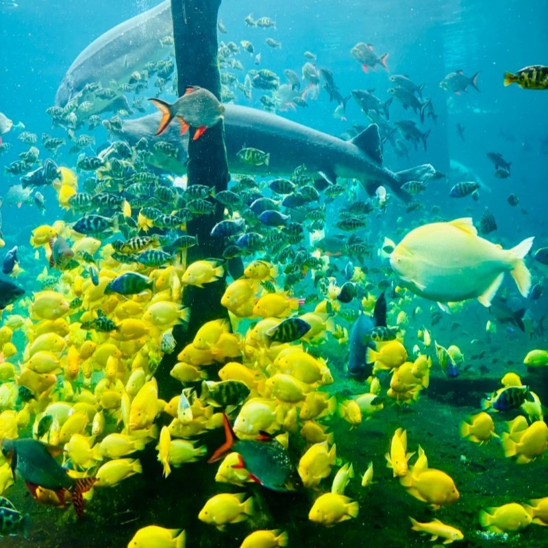 广州+珠海 双长隆【4天3晚私家团】野生动物园/欢乐世界/海洋王国