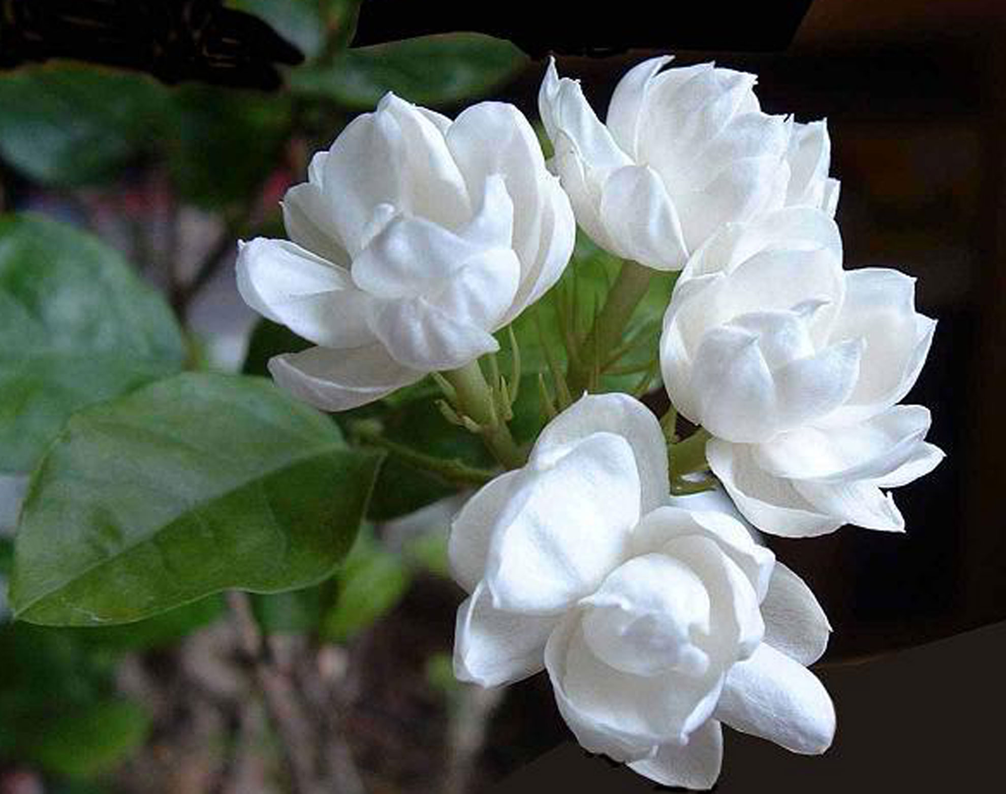 茉莉花扦插技巧1盆变10盆都简单